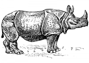 800px Rhinoceros PSF