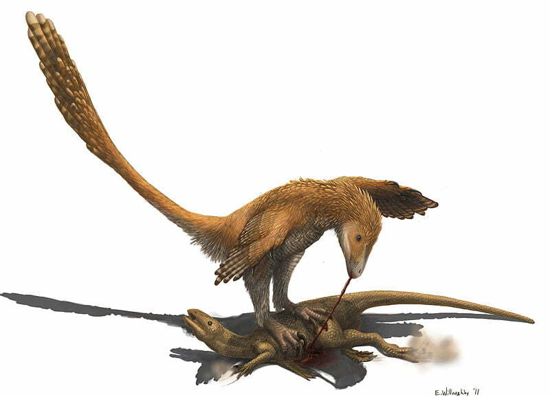 Reconstruction of Deinonychus antirrhopus engaging in the prey restraint model of predation suggested by Fowler et al in 2011. Prey here is Zepheryosaurus, a hypsilophodontid.Date 19 December 2011 Author Emily Willoughby (e.deinonychus@gmail.com http://emilywilloughby.artworkfolio.com/)