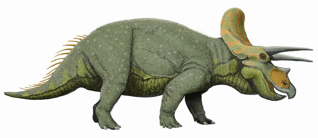 Triceratops horridus, based on skeleton from Shenkenberg Museum  Creator: Dmitry Bogdanov , Triceratops