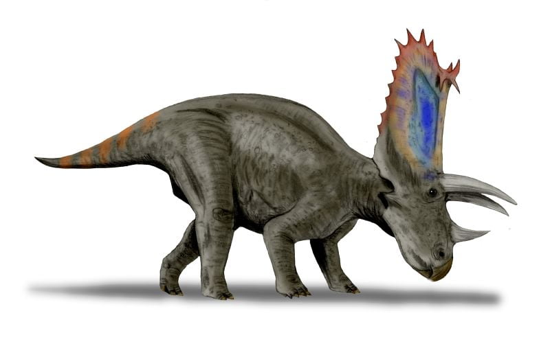 Restoration of P. sternbergii, Pentaceratops