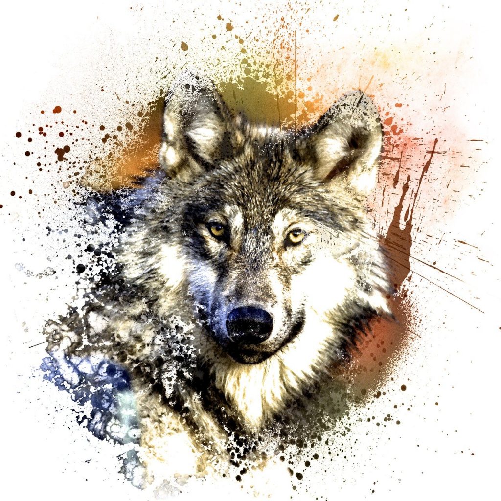 wolf, predator, canidae, Wolf Brother