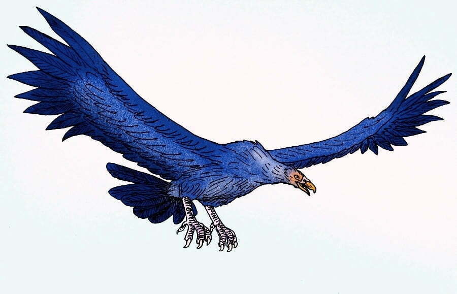 Argentavis magnificens Author: Stanton F. Fink, Vulture, Giant, Argentavis