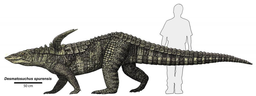 By Petrified Forest from Petrified Forest, USA - Desmatosuchus spurensisUploaded by FunkMonk, Public Domain, https://commons.wikimedia.org/w/index.php?curid=25181948, Desmatosuchus