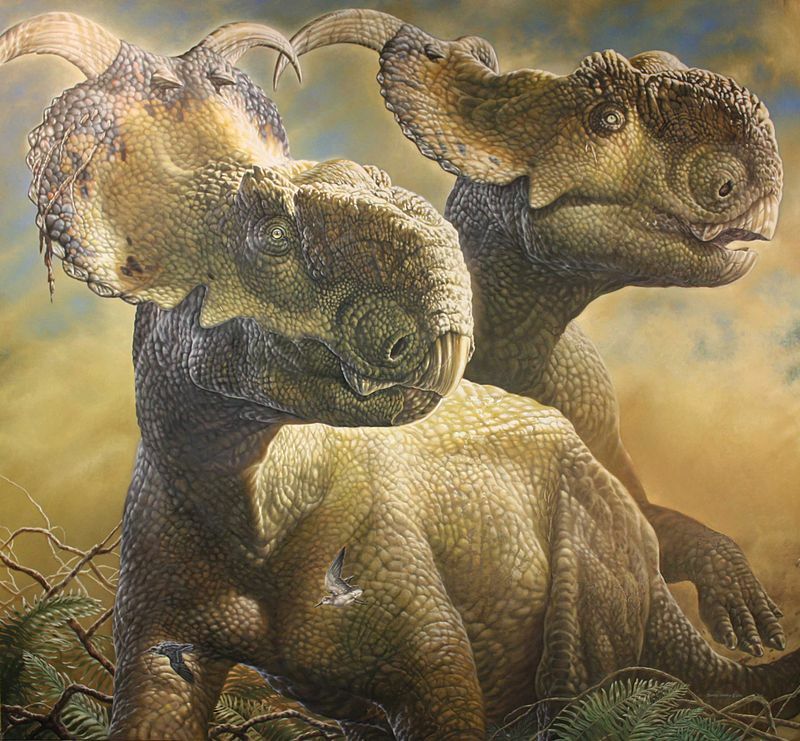 By James havens - Own work, CC BY-SA 3.0, https://commons.wikimedia.org/w/index.php?curid=22965528, Pachyrhinosaurus