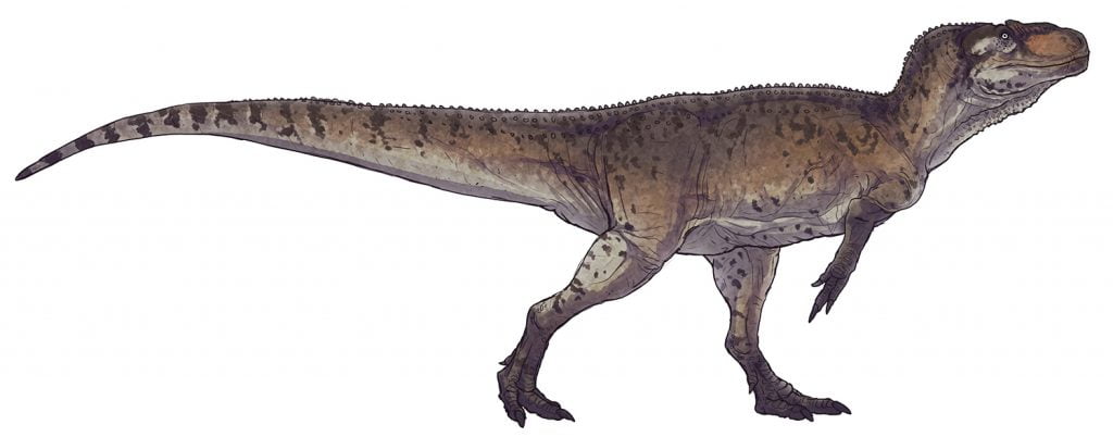 By Paleocolour - File:Piatnitzkysaurus floresi reconstruction.jpg, CC BY-SA 4.0, https://commons.wikimedia.org/w/index.php?curid=62801129, Piatnitzkysaurus