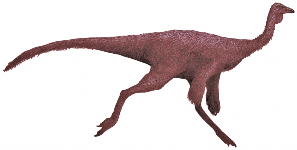 By Tom Parker - File:"Ornithomimus" sp. by Tom Parker.png, CC BY-SA 4.0, https://commons.wikimedia.org/w/index.php?curid=62957981,  Ornithomimus