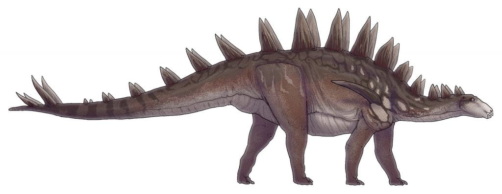 By Paleocolour - Own work, CC BY-SA 4.0, https://commons.wikimedia.org/w/index.php?curid=73671489,  Tuojiangosaurus