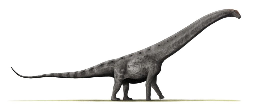 Argentinosaurus, By Nobu Tamura (http://spinops.blogspot.com) - File:Argentinosaurus BW.jpg, CC BY 3.0, https://commons.wikimedia.org/w/index.php?curid=90887312