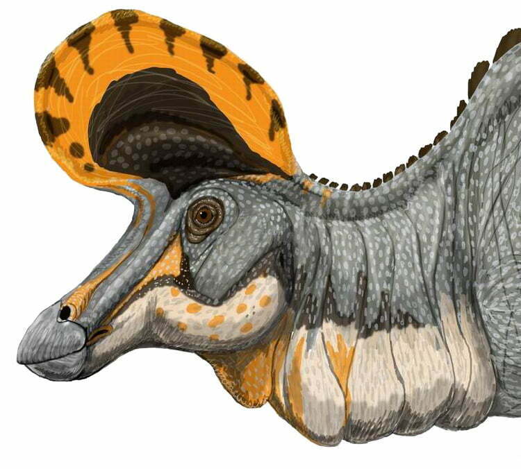 Lambeosaurus, By Богданов dmitrchel@mail.ru - Own work, Public Domain, https://commons.wikimedia.org/w/index.php?curid=3675066