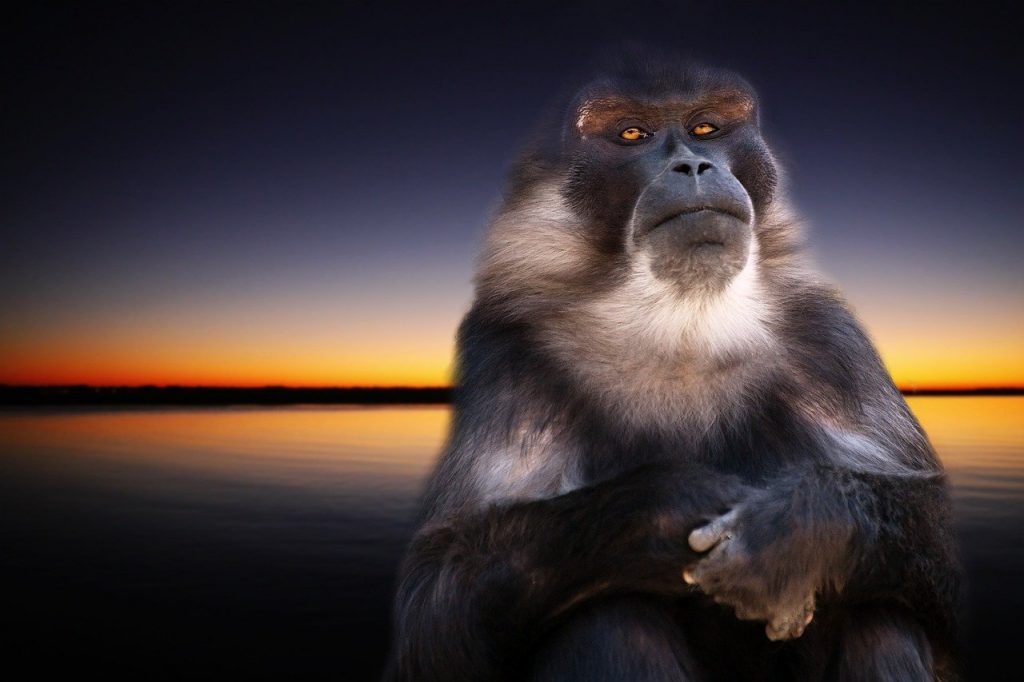 monkey, nature, sunset, Charau-ka