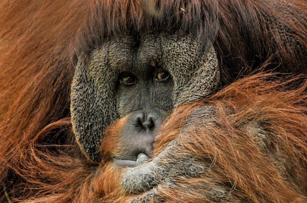 orangutan, ape, monkey, Orangutan