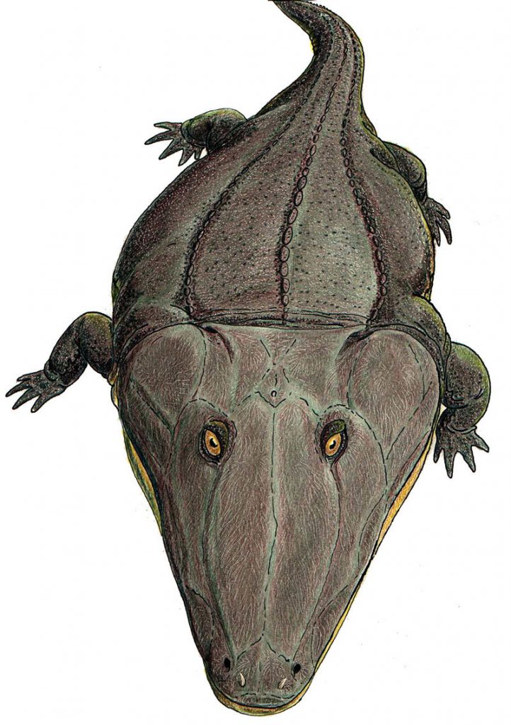 By Dmitry Bogdanov - dmitrchel@mail.ru, CC BY-SA 3.0, https://commons.wikimedia.org/w/index.php?curid=3351880, Mastodonsaurus