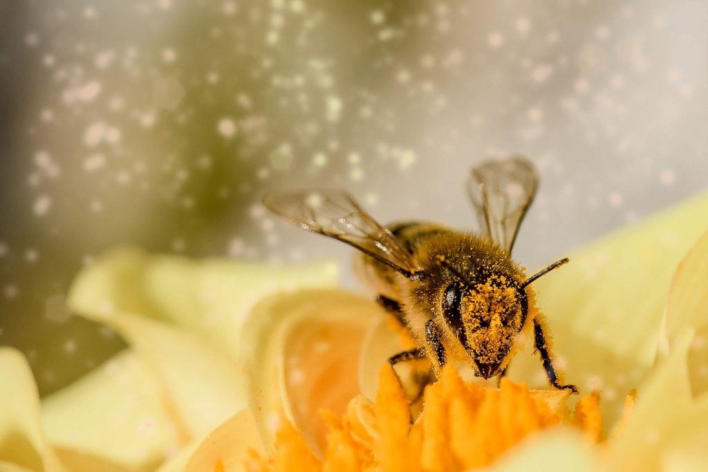 bee, flower, macro