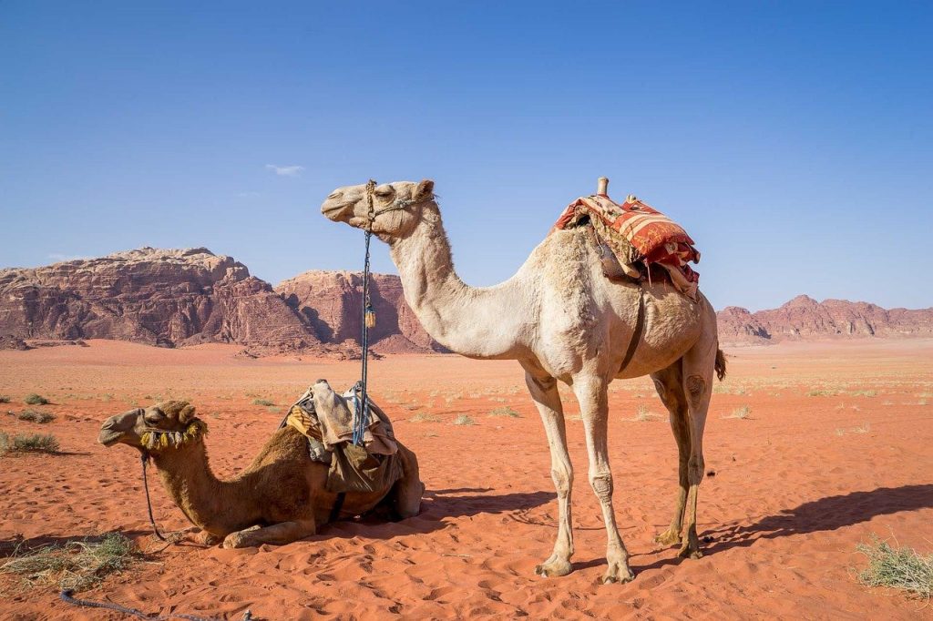 camel, wadi rum, desert
