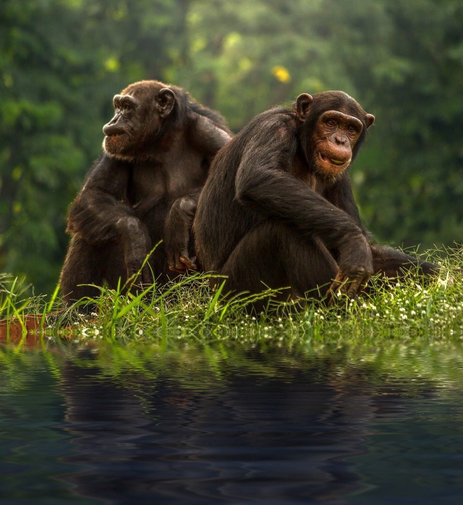 chimp, brown, bonobo, Primate, Chimpanzee