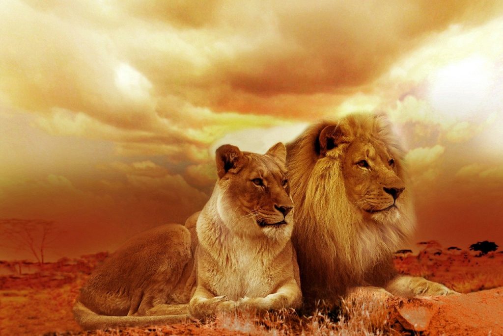 lions, couple, safari, Celestial Lion