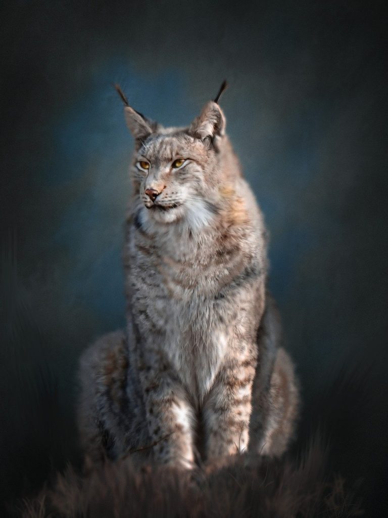 lynx, wild animal, predator, Lynx 