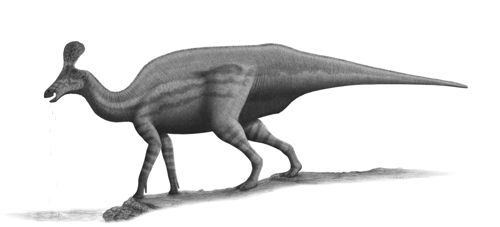  Tsintaosaurus