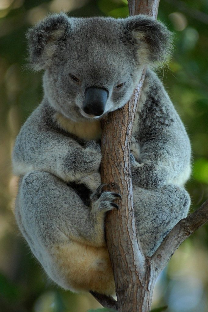 australia, koala, koala bear, Koala