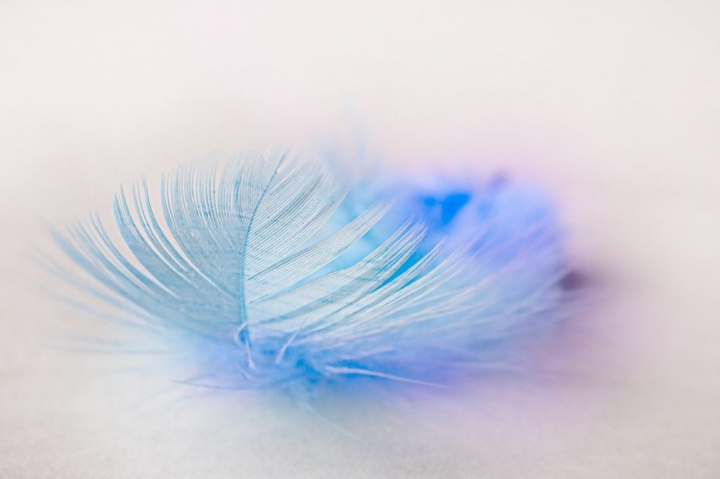 bird feather, feather, plume, Feather Fall
