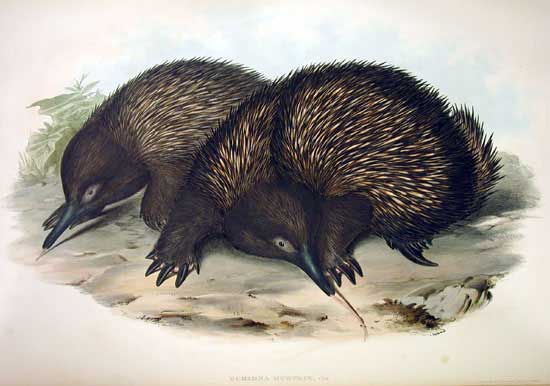 By John Gould - Mammals of Australia (1849-1861), Public Domain, https://commons.wikimedia.org/w/index.php?curid=167001, Echidna Giant