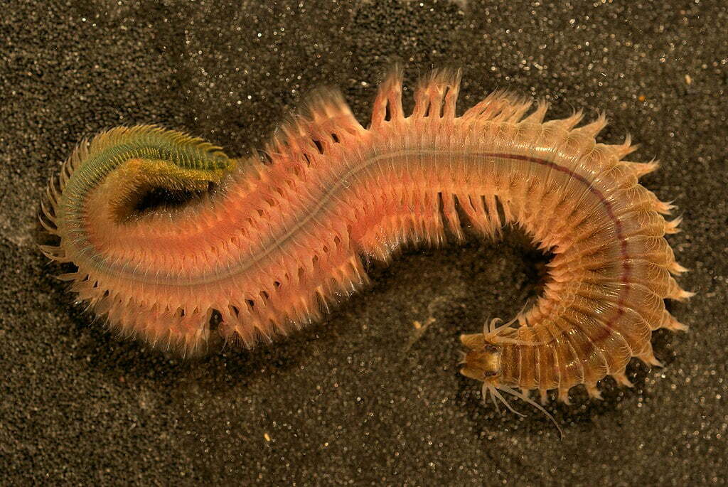 By © Hans Hillewaert, CC BY-SA 4.0, https://commons.wikimedia.org/w/index.php?curid=2148724, Sea Worm, King Ragworm
