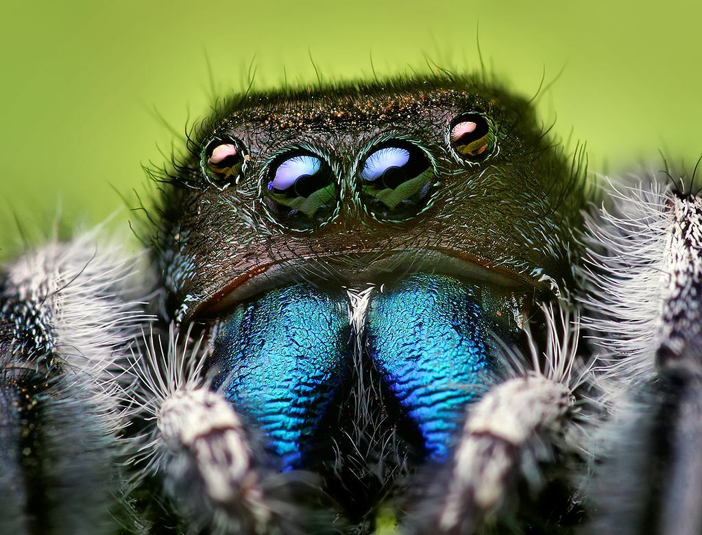 By Opoterser - Own work, CC BY-SA 3.0, https://commons.wikimedia.org/w/index.php?curid=5066311, Monstrous Spider, Jumping