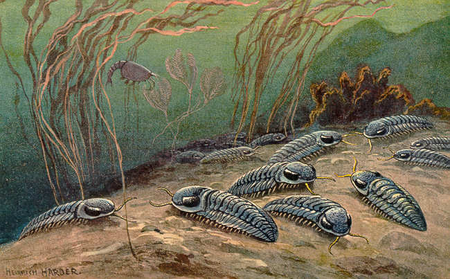 By Heinrich Harder (1858-1935) - The Wonderful Paleo Art of Heinrich Harder, Public Domain, https://commons.wikimedia.org/w/index.php?curid=2425858, Trilobite