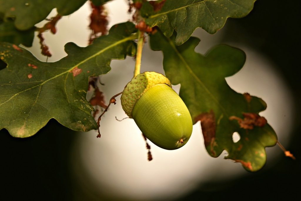 acorn, nut, oak tree, Fire Seeds