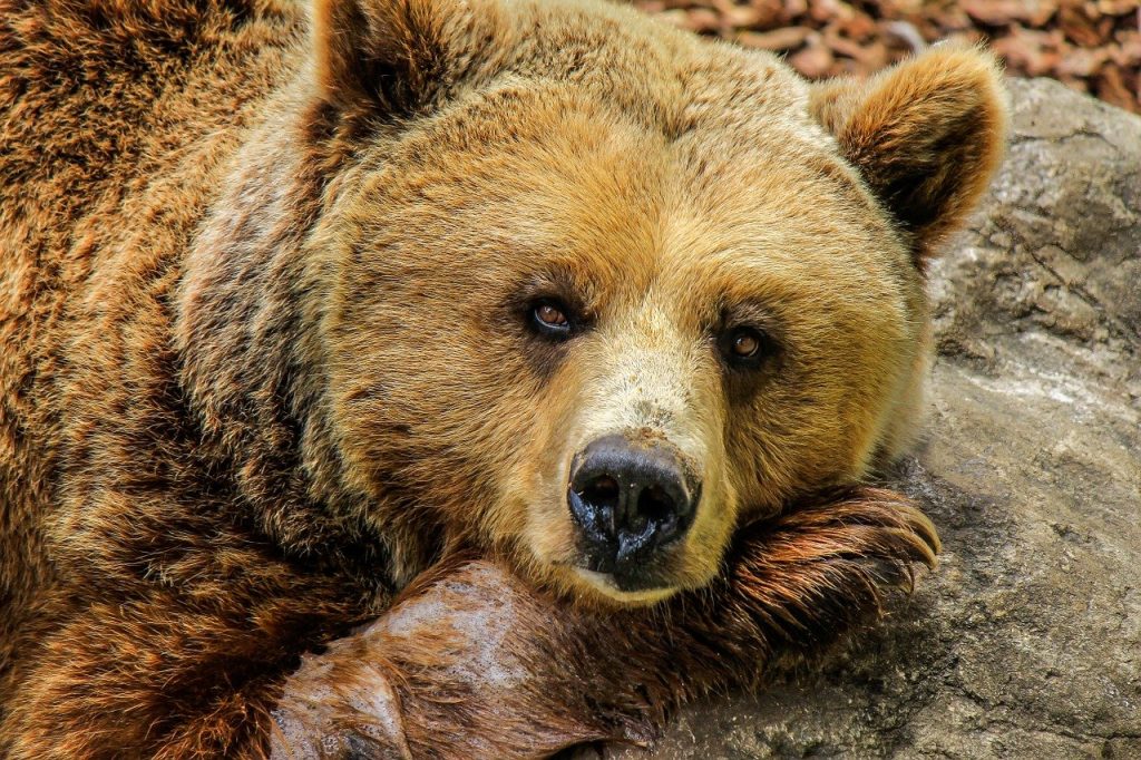 bear, grizzly bear, brown bear, Beast Shape II