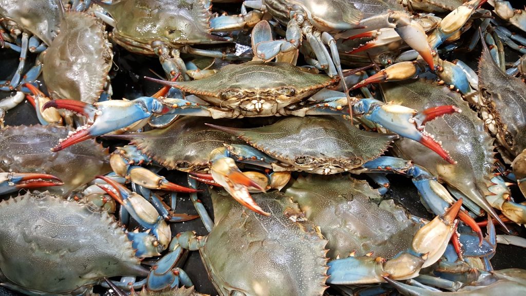 crab, blue, live, Swarm Crab