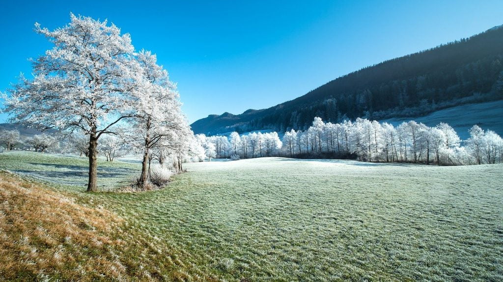 field, trees, frost, Endure Elements