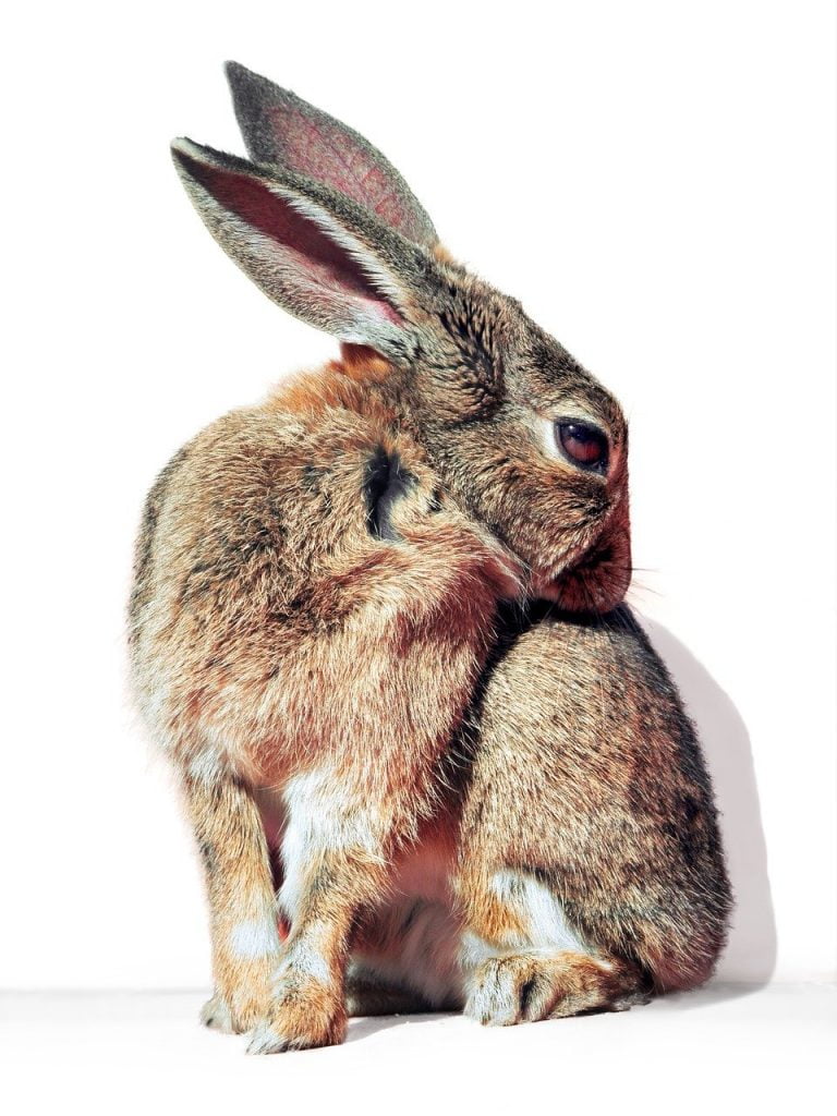 rabbit, hare, cure