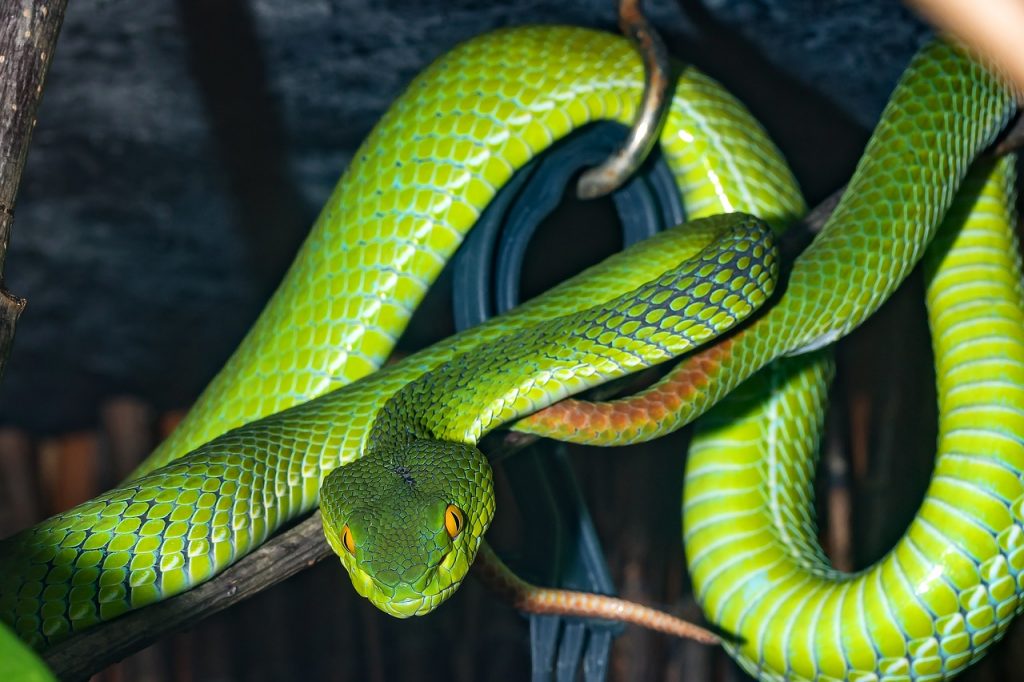 snake, venomous snake, green, Escape of the Snake