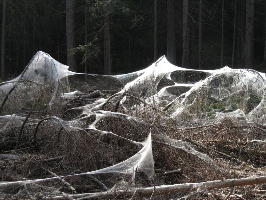 spider webs, weird, forest, Spider Swarm