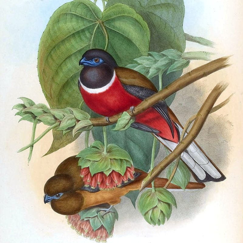By John Gould - scan from Birds of Asia, Vol. I, Parts I,-VI,by John Gould, 1850-54. Painted by John Gould & Henry C. Richter., Public Domain, https://commons.wikimedia.org/w/index.php?curid=3226970, Song of Serenity