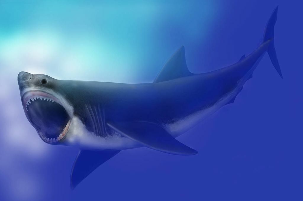 Megalodon, By Mary Parrish, Smithsonian, National Museum of Natural History - https://qrius.si.edu/browse/object/10019914#.WL9_O3-ZPy0, Public Domain, https://commons.wikimedia.org/w/index.php?curid=56898285