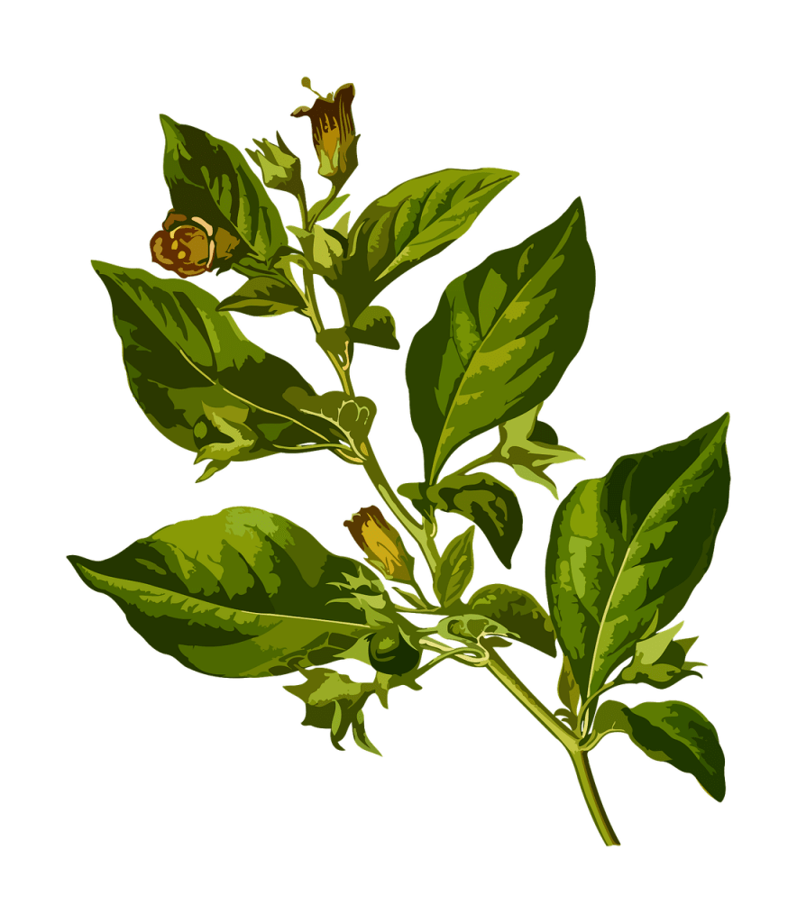 belladonna, deadly, herbal, Detect Poison