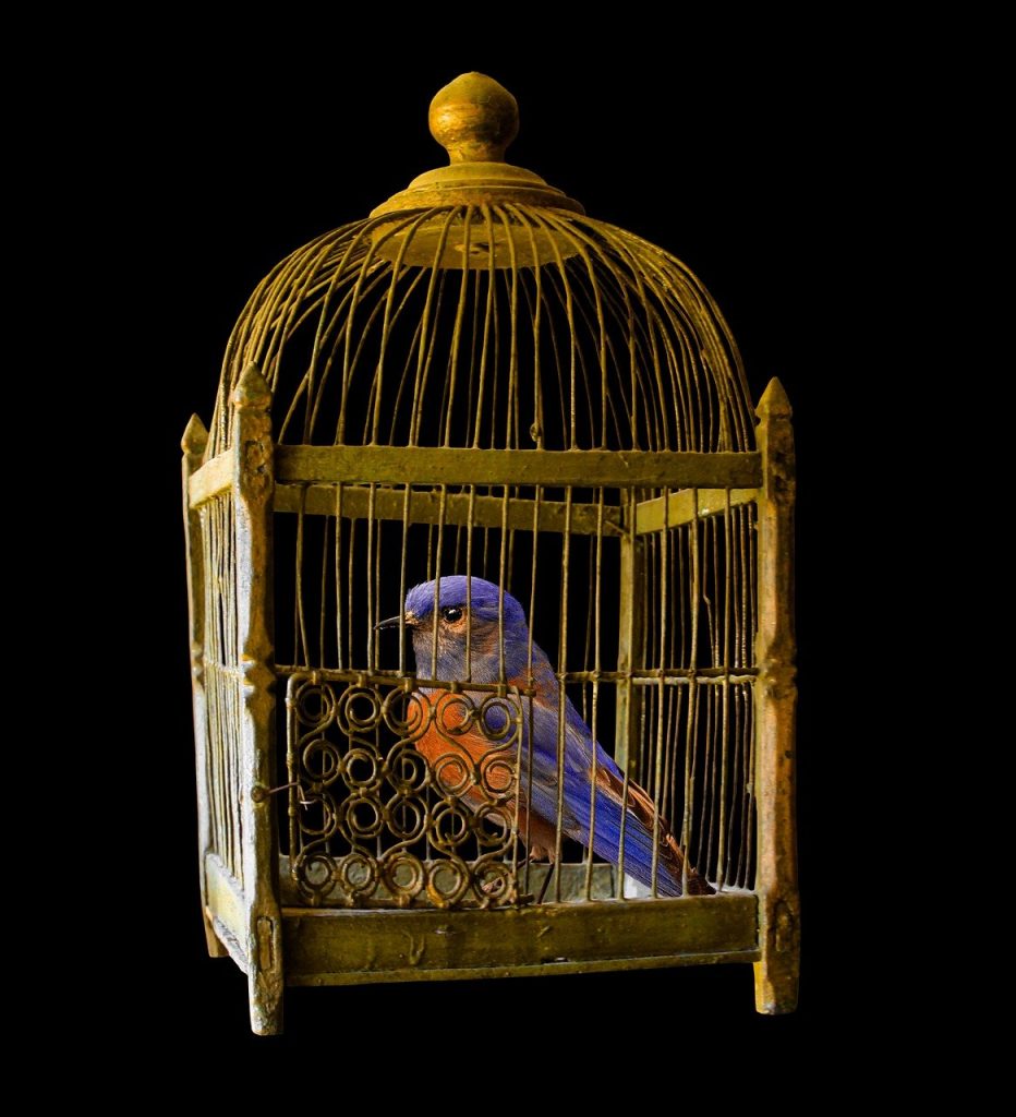 cage, gold, bird, Imprison Soul