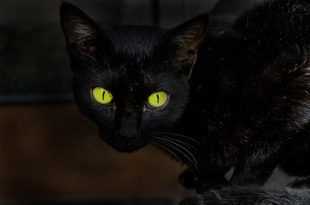 cat, eyes, animal, Omen of Peril