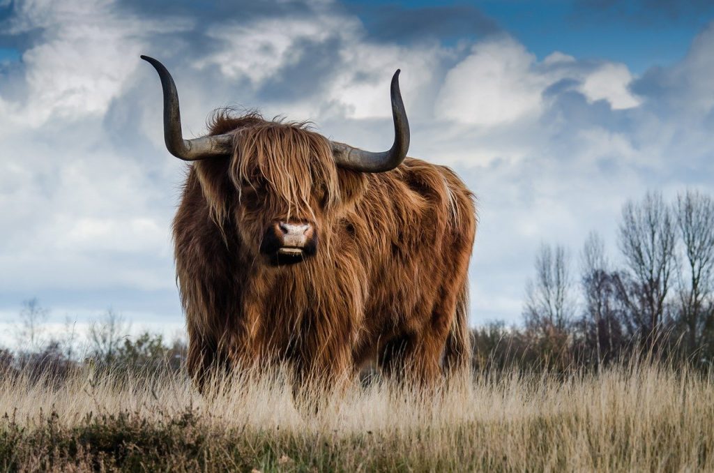 highland cow, cow, horns, Improved bulls' strength