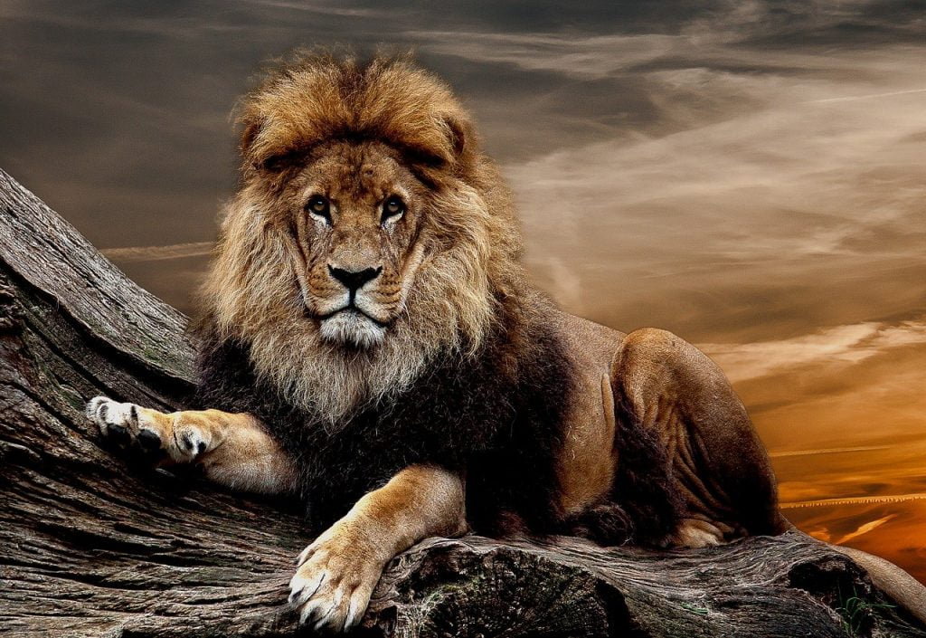 lion, predator, animal, Axiomatic Creature
