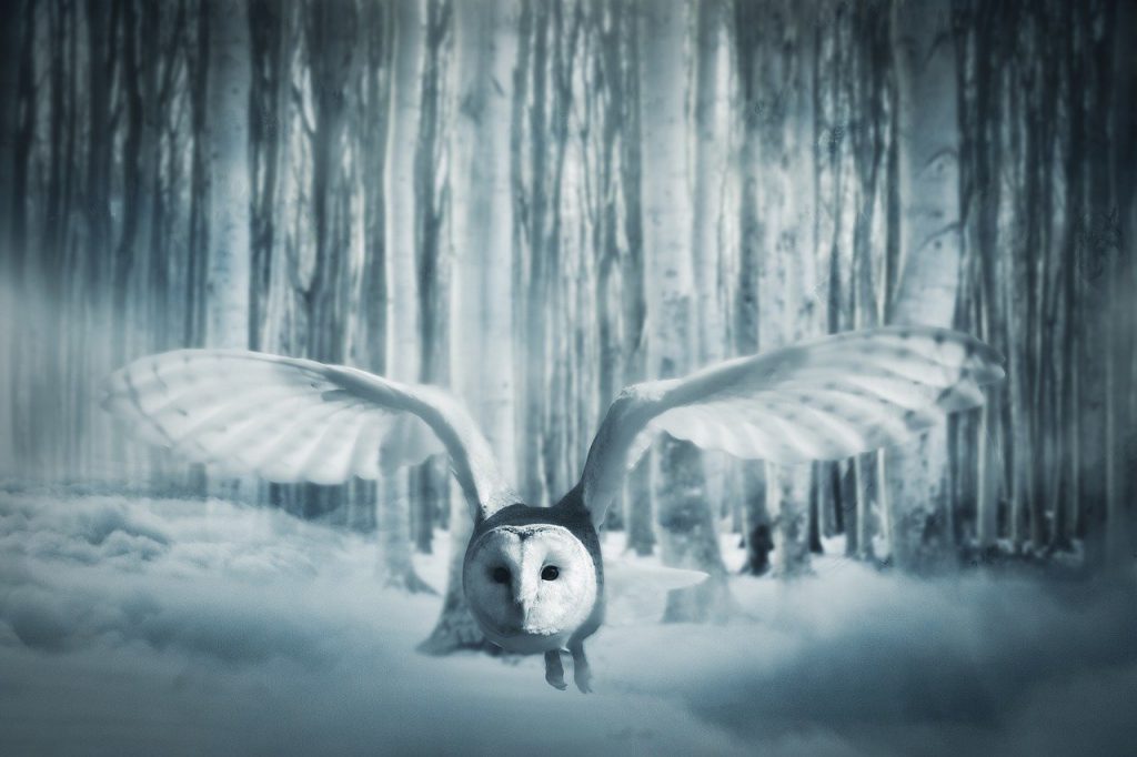 owl, forest, fog, Owl's Wisdom, Mass