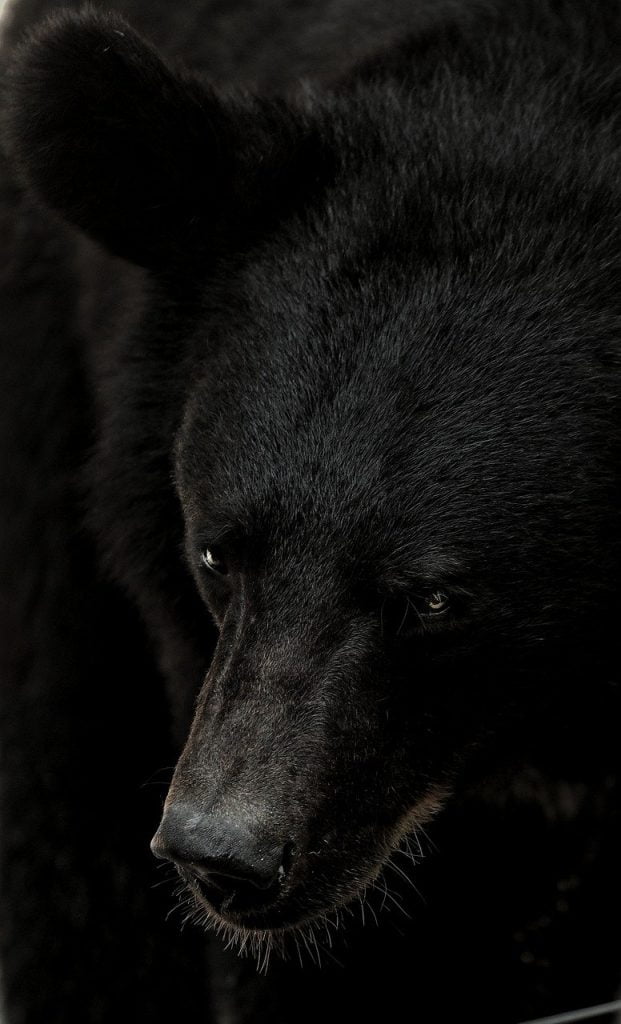 bear, wild, animal-4450613.jpg, Beast Shape III