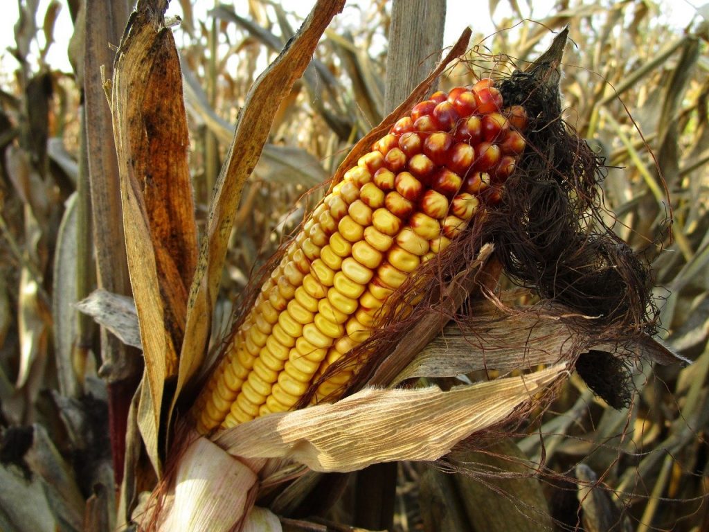 corn, corn on the cob, fodder maize, Pop Corn
