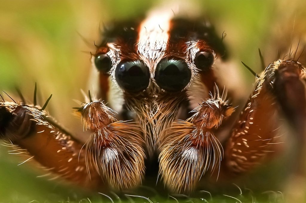 jumping spider, insect, macro, Eye of the Beholder