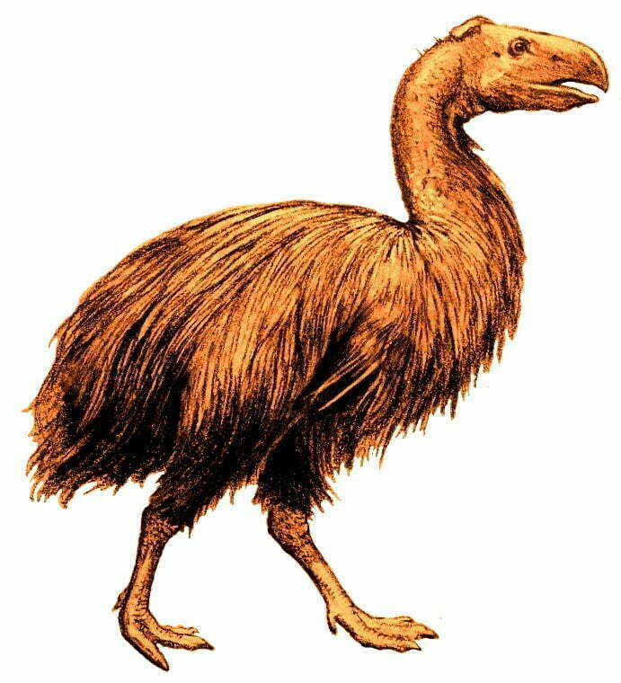 Diatryma By F. M. Chapman - File:Bird-lore (1917) (14569272717).jpg, Public Domain, https://commons.wikimedia.org/w/index.php?curid=48297756