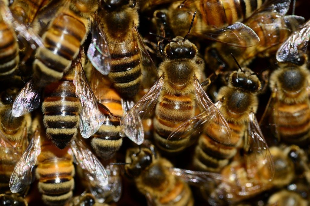 bees, insects, macro-292133.jpg, Honeybee Swarm