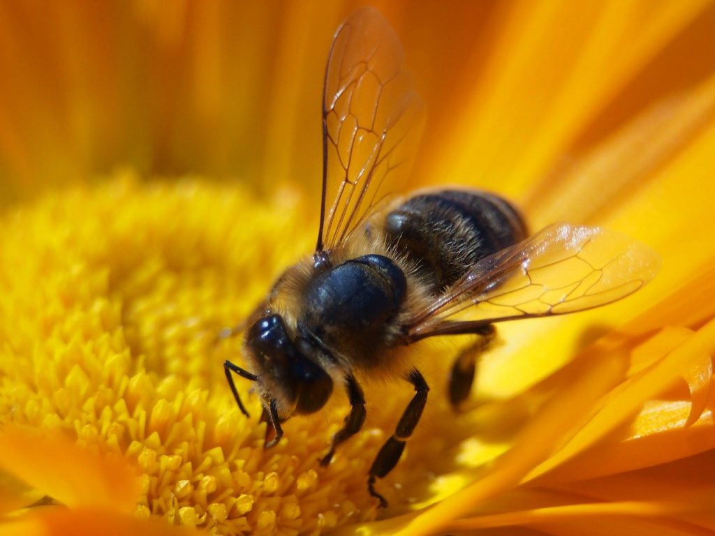 bee, bloom, insect-627558.jpg, Honeybee