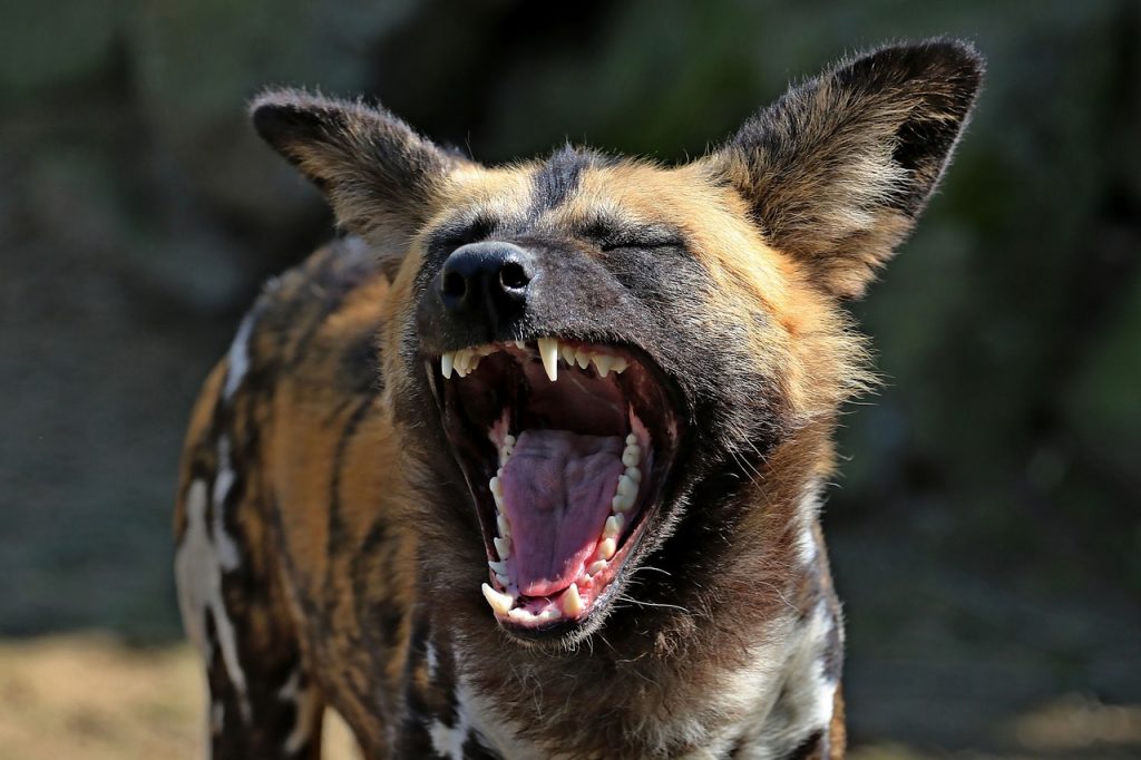 laughs, funny, african wild dog-2323344.jpg African Bestiary